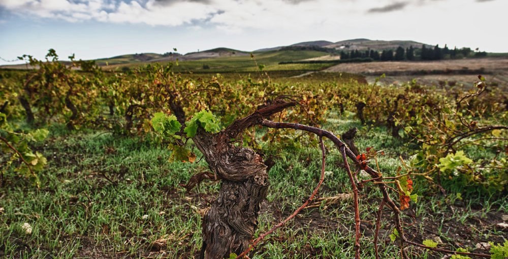 cantine-cellaro